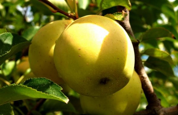 Képtalálat a következőre: „golden alma”
