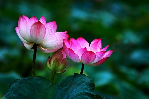 Virágok szeretete 01 lotus
